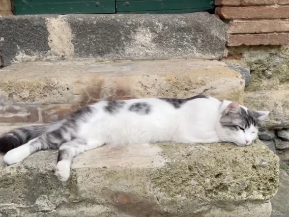 Cat asleep on an Italian doorstep