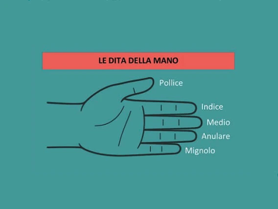 Illustration of a hand with fingers labeled in Italian