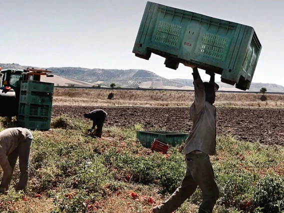 Immigrants working on a farm in Italy