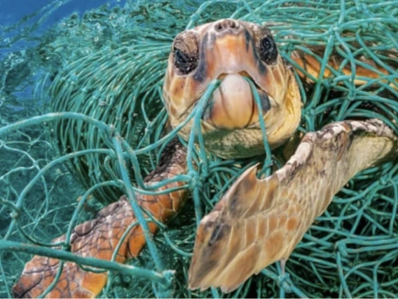 see turtle